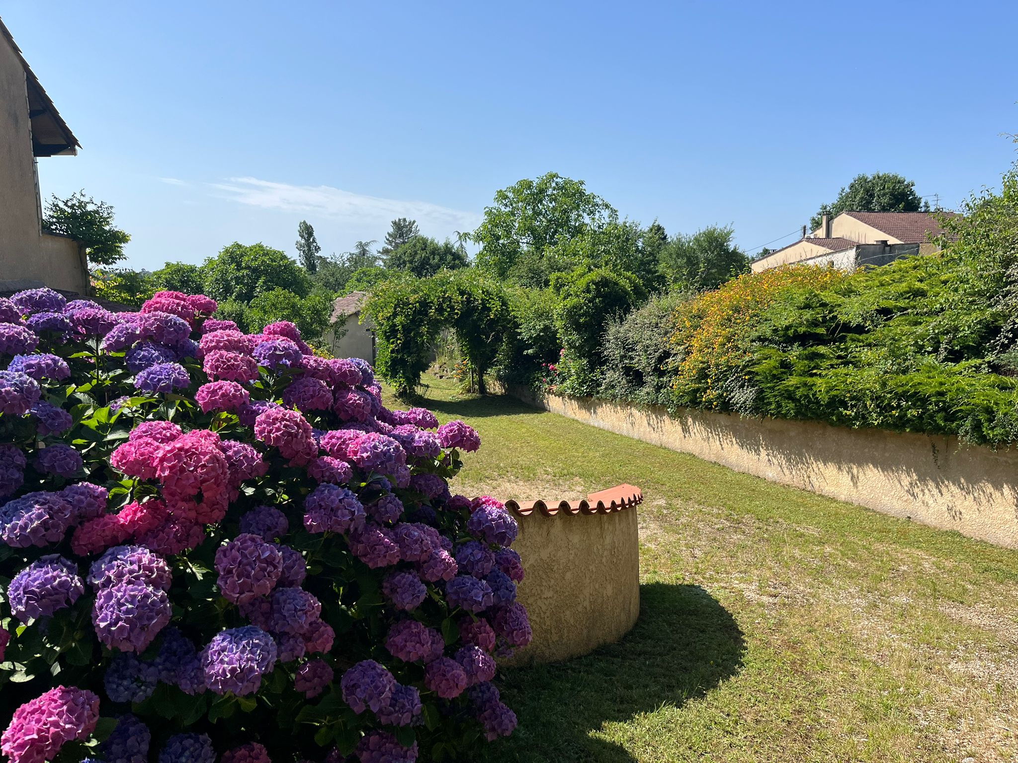 Hydrangeas beside the driveway and garden approach at the Dordogne gite