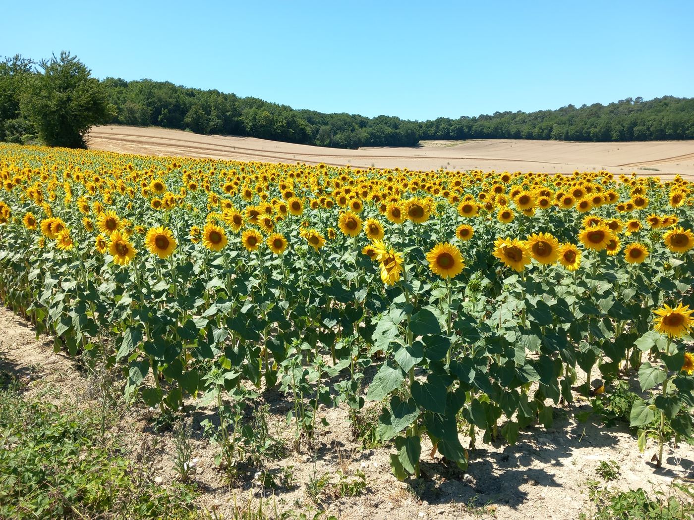 A field of sunflowers in the Dordogne countryside